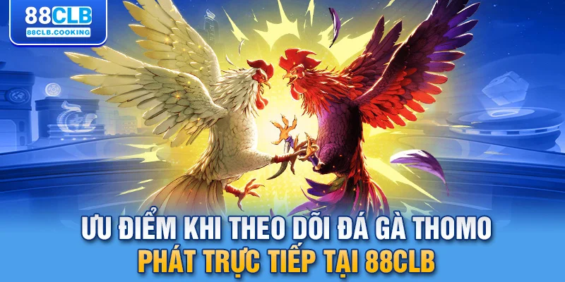 Ưu điểm khi theo dõi đá gà Thomo phát trực tiếp tại 88CLB